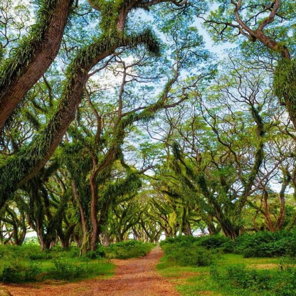 Hutan de Djawatan Benculuk, hutan di dalam kota yang lagi hits dan instagramable...