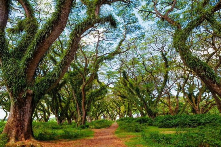 Hutan de Djawatan Benculuk, hutan di dalam kota yang lagi hits dan instagramable...