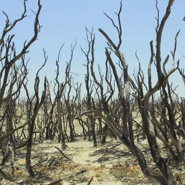Hutannya sudah mati, tetapi keindahannya semakin hidup.
.
Nama 'Hutan Mati' di ...
