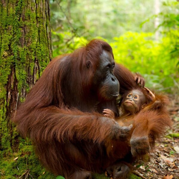 Ingin melihat langsung dan berinteraksi dengan orangutan di habitat alaminya? Yu...