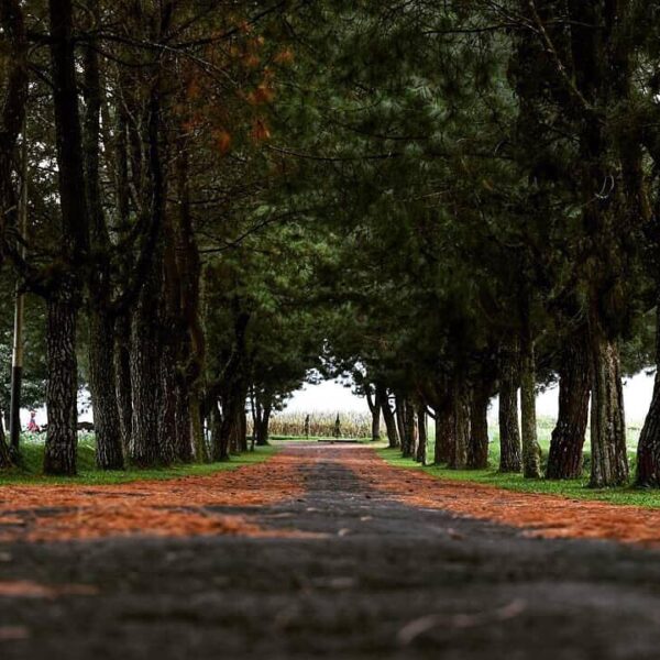 As long as the view is nice, your journey will be rewarding. Balitsa Lembang cap...