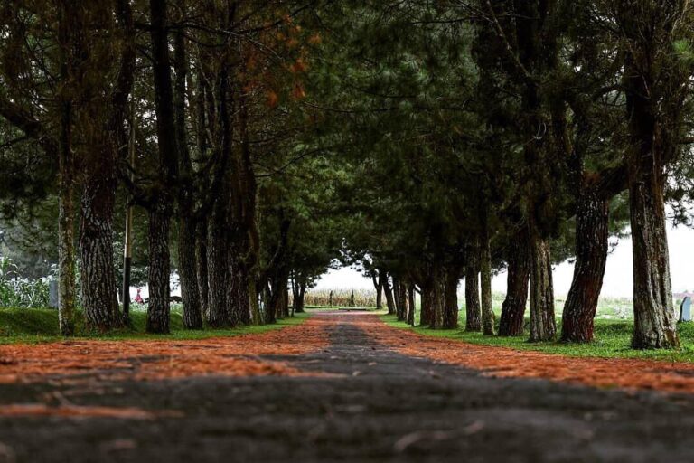 As long as the view is nice, your journey will be rewarding. Balitsa Lembang cap...