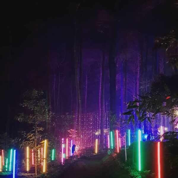 Colors of the woods, colors of fantasy. -
Orchid Forest Lembang well captured by...