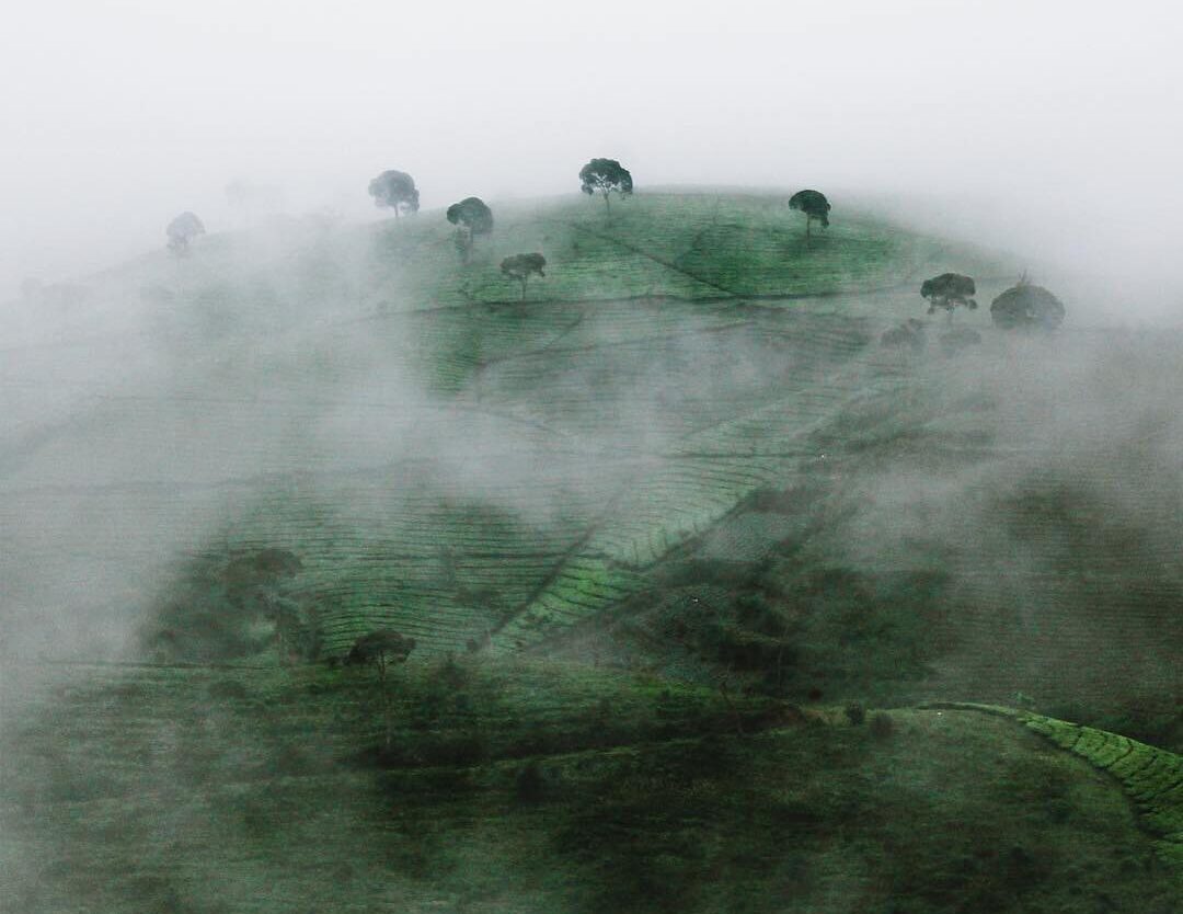 Foggy morning at Pangalengan taken by  #explorebandung...