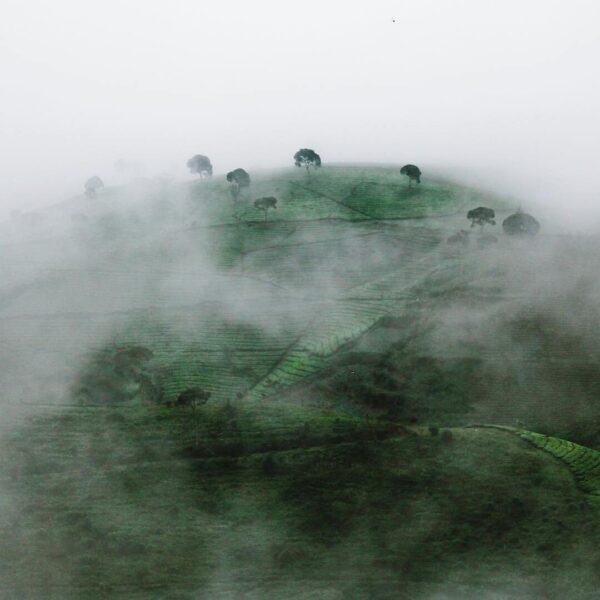 Foggy morning at Pangalengan taken by  #explorebandung...
