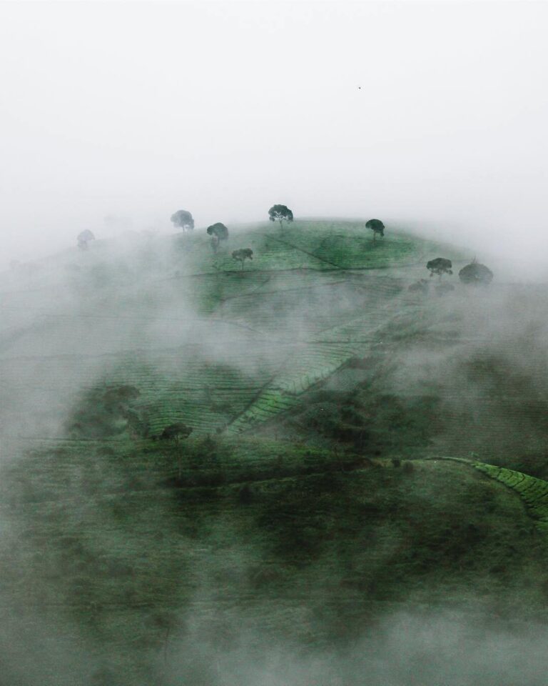 Foggy morning at Pangalengan taken by  #explorebandung...