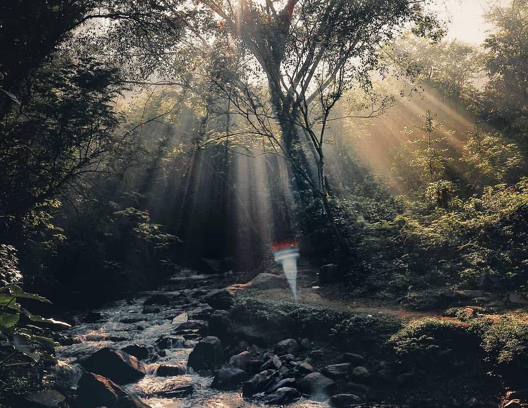 Glorious sunrays peeking through the branches giving a subtle heat to the living...