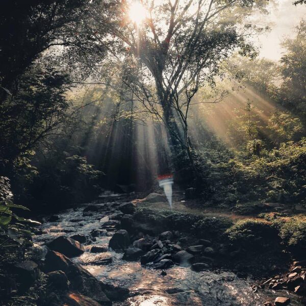 Glorious sunrays peeking through the branches giving a subtle heat to the living...