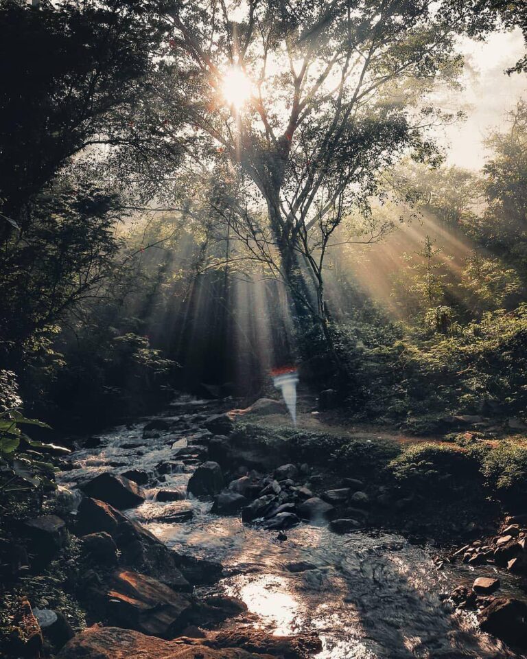 Glorious sunrays peeking through the branches giving a subtle heat to the living...