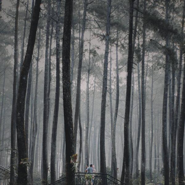 Gratitude comes when you observe your surroundings. -
Orchid Forest captured by ...
