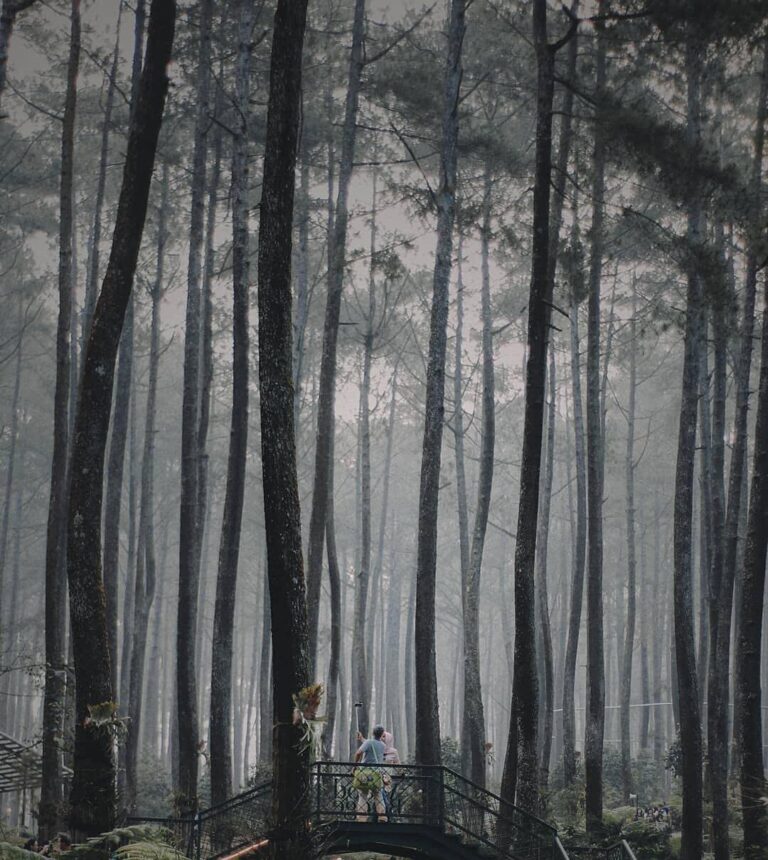 Gratitude comes when you observe your surroundings. -
Orchid Forest captured by ...