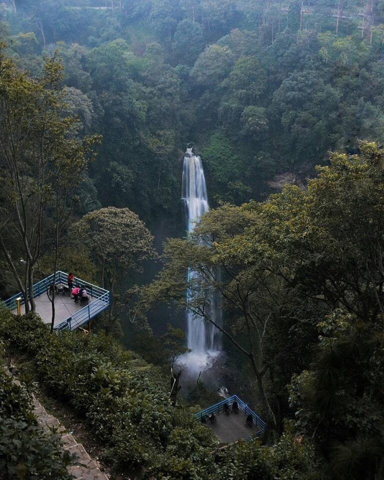 One way to express your gratitude to nature is through the act of protecting and...