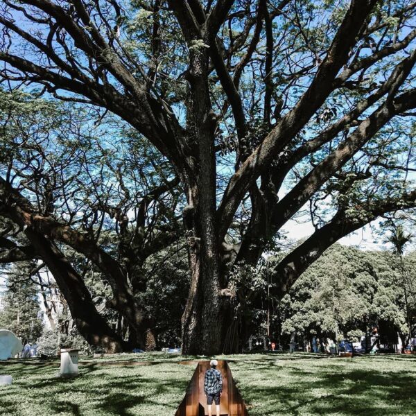 Reduce your stress by walking down the park that surrounded with giant trees. -
...