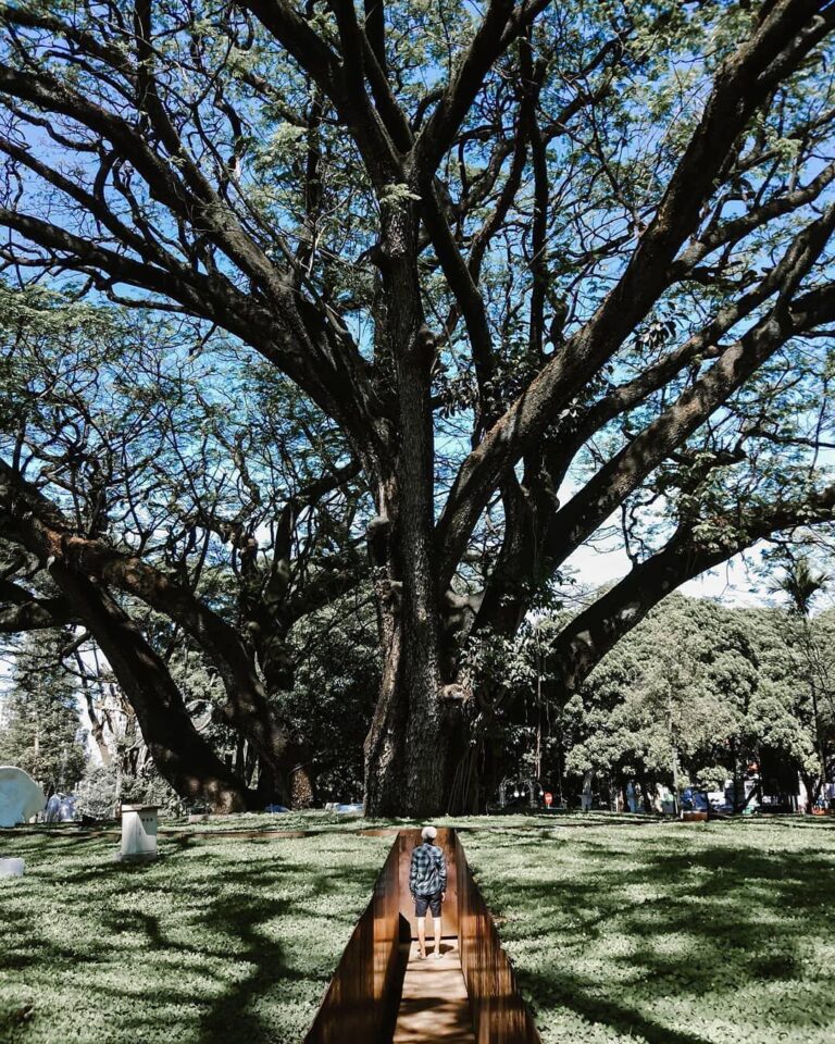 Reduce your stress by walking down the park that surrounded with giant trees. -
...