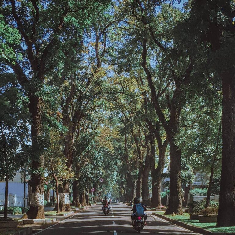 Shady trees at Cipaganti let you hidden from the sunlight for a brief moment. Ca...