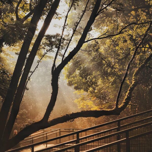 Soothing view of Babakan Siliwangi by  
#explorebandung...