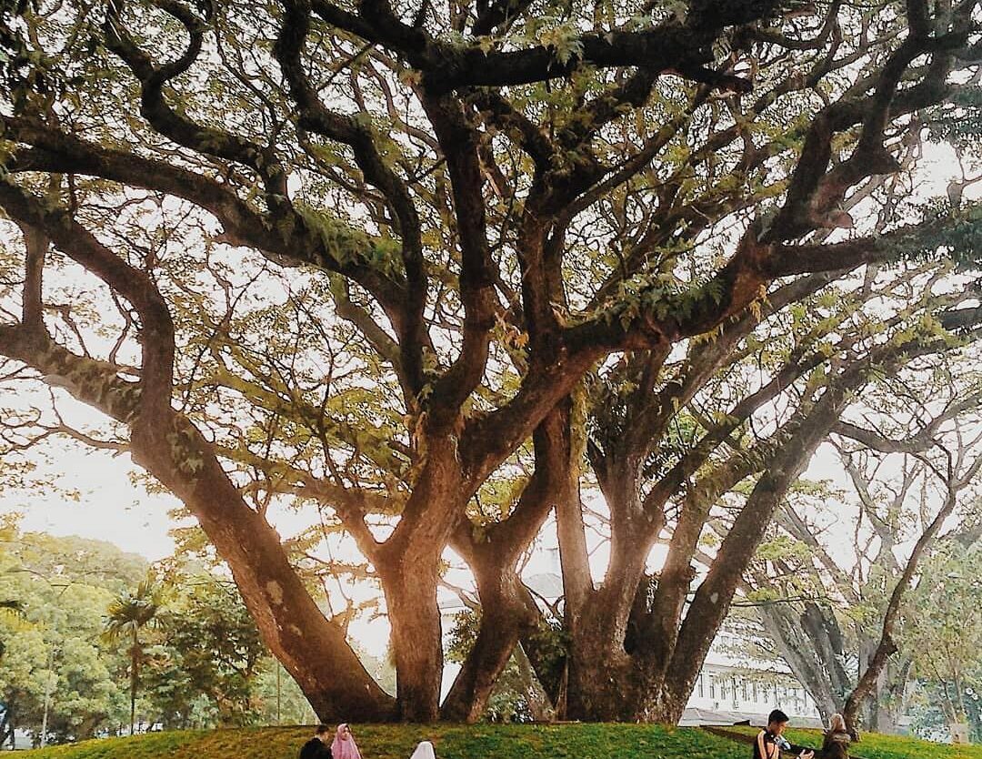 Spread kindness like the tree branches growing outward giving life to surroundin...