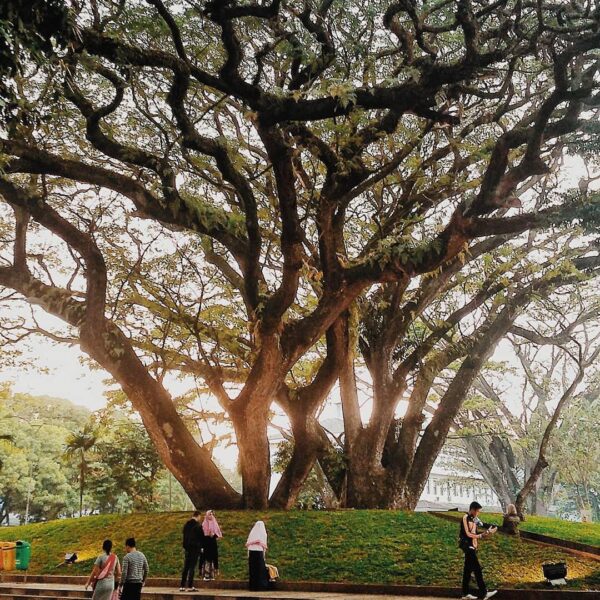 Spread kindness like the tree branches growing outward giving life to surroundin...