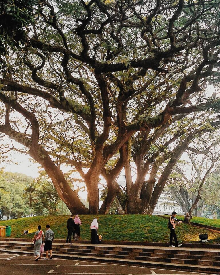 Spread kindness like the tree branches growing outward giving life to surroundin...