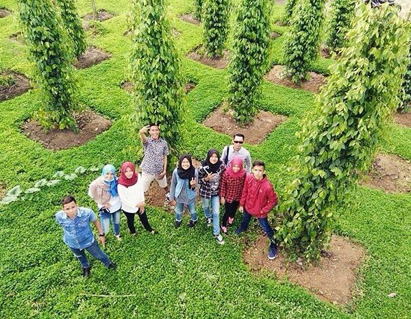Location : Kebun Sahang BP3L, Desa Cambai, Namang, Kabupaten Bangka Tengah, Bang...