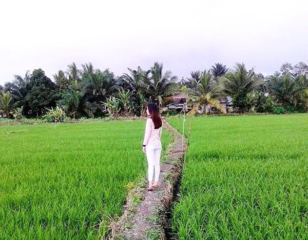Location : Persawahan Desa Labu, Kecamatan Puding Besar, Kabupaten Bangka, Bangk...