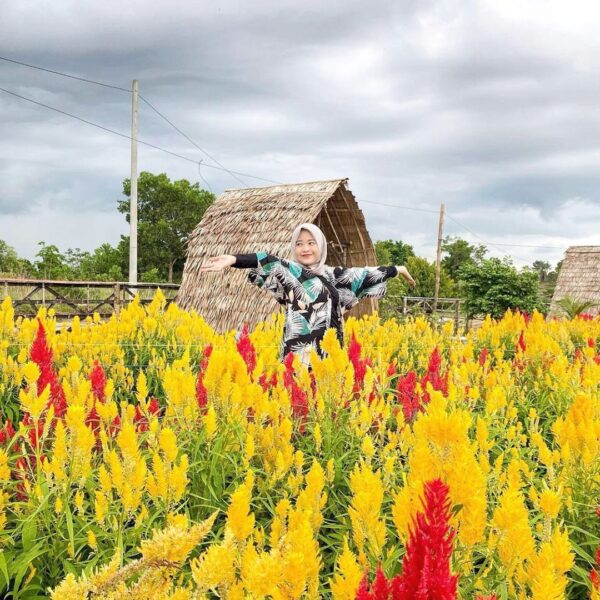 Location : Taman Bunga Celosia Garden Ake, Sungailiat, Kabupaten Bangka, Bangka ...