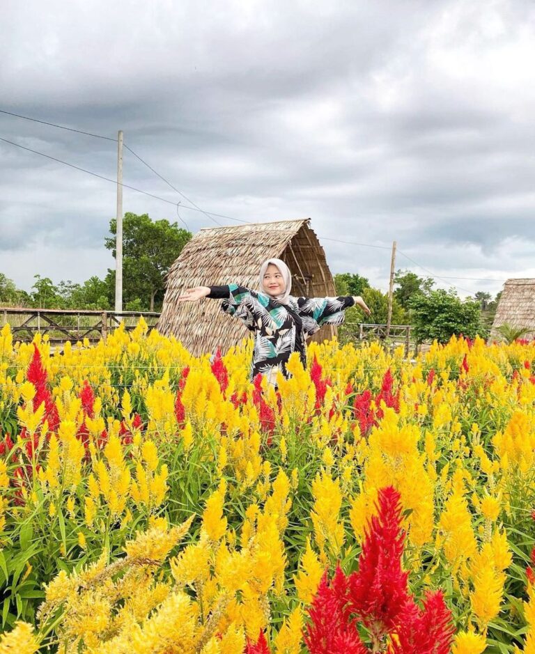 Location : Taman Bunga Celosia Garden Ake, Sungailiat, Kabupaten Bangka, Bangka ...