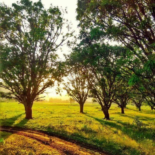 A morning scene in #Ciwaru.. Imagine the relaxing sensation you could get.. When...