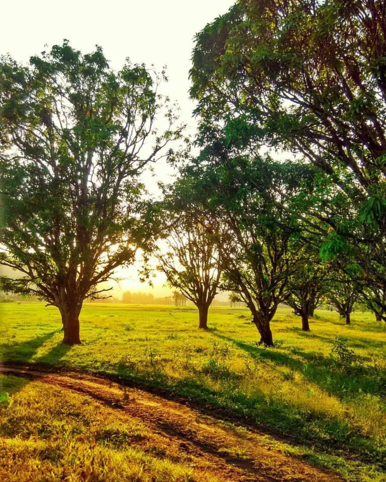 A morning scene in #Ciwaru.. Imagine the relaxing sensation you could get.. When...