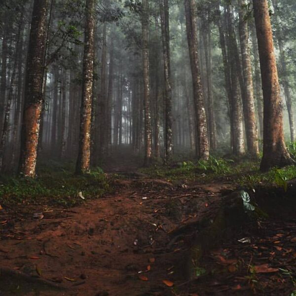 Can somebody describe this?
#exploresukabumi photo by  taken at Gunung Salak, #S...