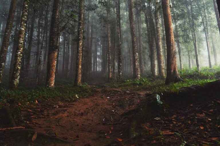 Can somebody describe this?
#exploresukabumi photo by  taken at Gunung Salak, #S...