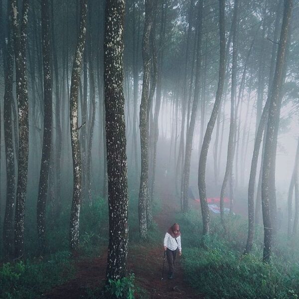 Dreamy pine forest scene lensed at Sabak hill by  When the last time you visited...