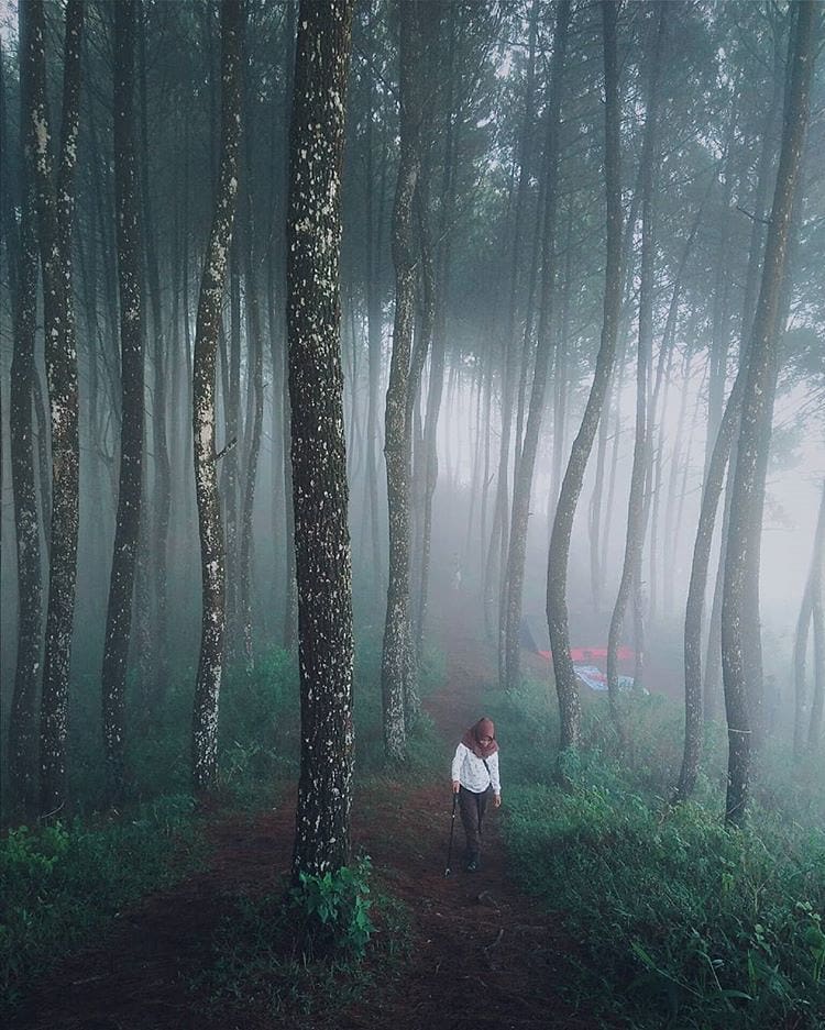 Dreamy pine forest scene lensed at Sabak hill by  When the last time you visited...