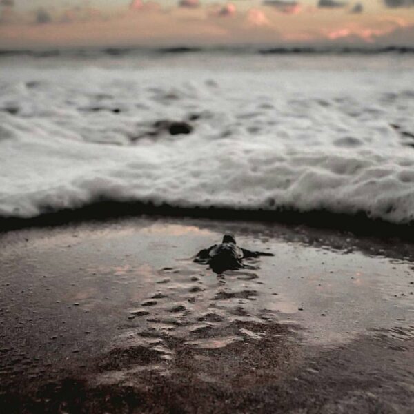 Have you ever seen the hatchlings running freely to the sea? #exploresukabumi ph...