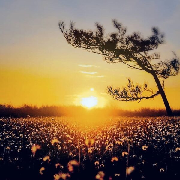 Let this beautiful warm morning sunshine taken by  lift up your Monday mood. 
Ta...