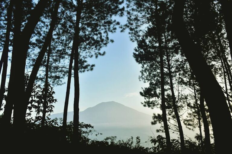 Lost in woods
by  #exploresukabumi...