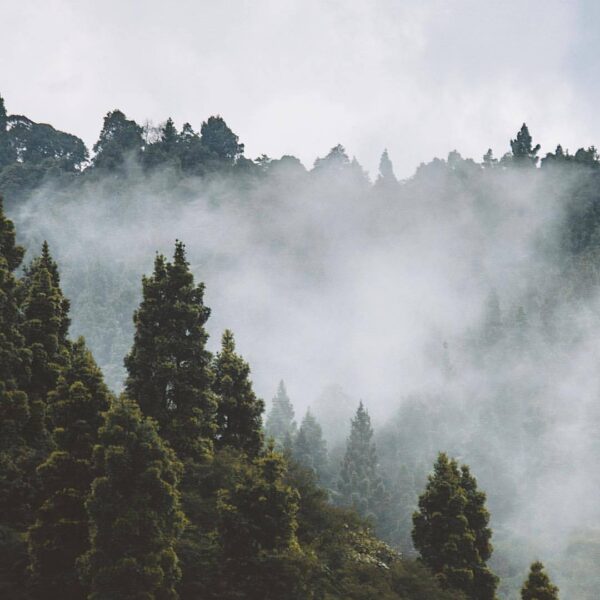 Misty morning scene by  taken around Pasir Datar, Sukabumi #exploresukabumi...