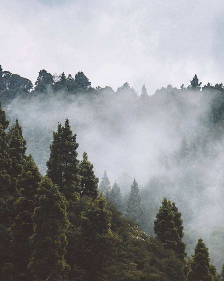Misty morning scene by  taken around Pasir Datar, Sukabumi #exploresukabumi...
