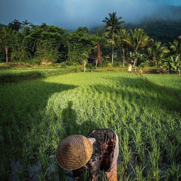 Morning activity around Sagaranten well captured by 
#exploresukabumi...