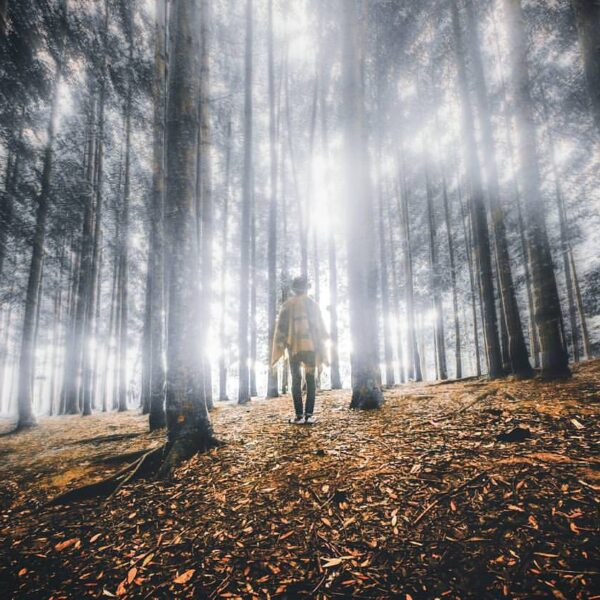 Morning walk in the woods
by  #exploresukabumi...