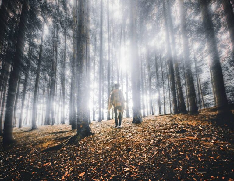 Morning walk in the woods
by  #exploresukabumi...