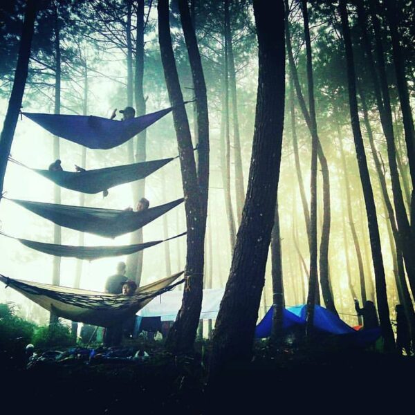 One fine morning at Sabak Pine Forest be like.. #exploresukabumi photo by ...