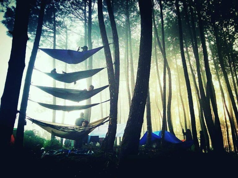 One fine morning at Sabak Pine Forest be like.. #exploresukabumi photo by ...