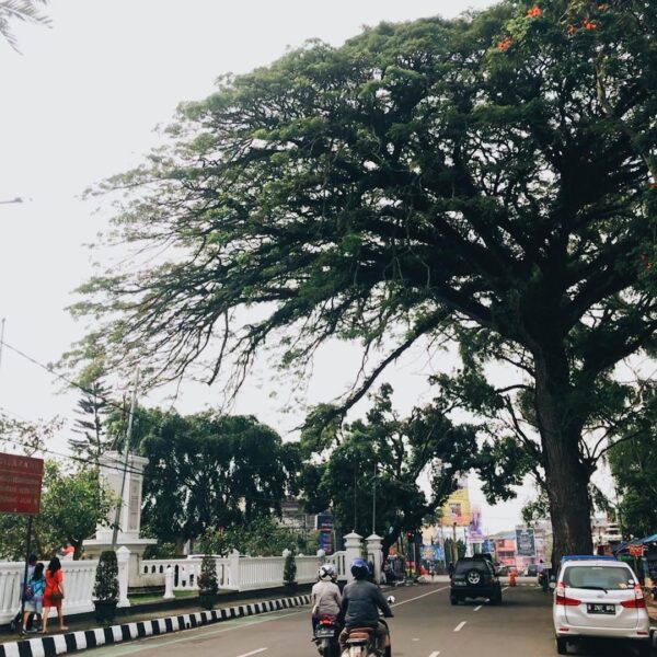 One of the main streets in town. Can somebody guess how old the tree is? #explor...