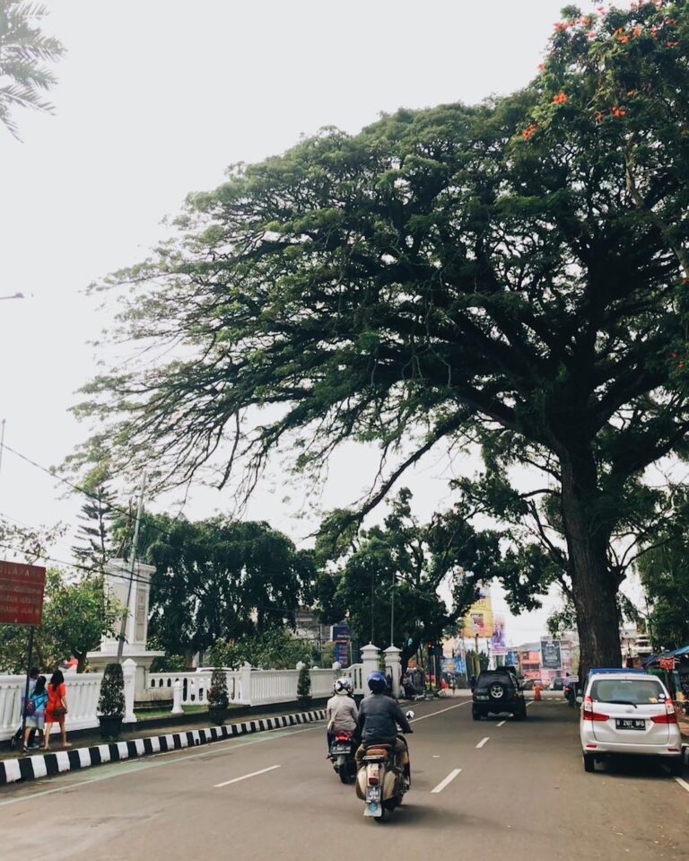 One of the main streets in town. Can somebody guess how old the tree is? #explor...