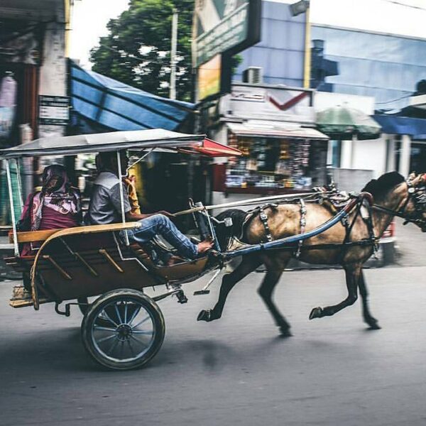 Pernah naik?
Delman - salah satu angkutan tradisional yang beroperasi Di Kota #S...