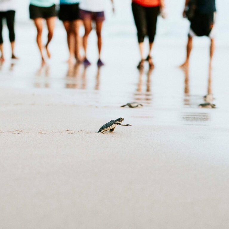 Releasing hatchling to the ocean.
One of  #exploresukabumi experiences in #Ujung...