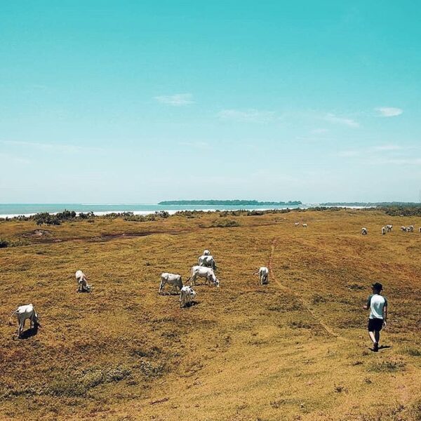 Wilderness in Ujung Genteng captured by  via  #exploresukabumi...