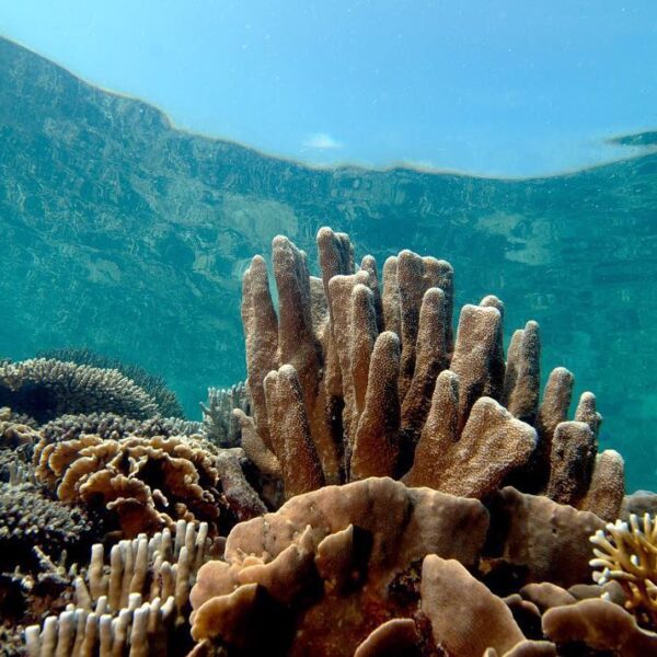 Karimunjawa tidak pernah gagal memberikan pesonanya
.
Karimunjawa adalah rumah b...