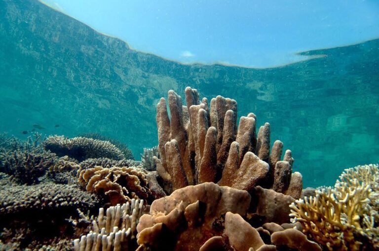 Karimunjawa tidak pernah gagal memberikan pesonanya
.
Karimunjawa adalah rumah b...